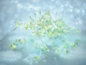 Plants, hydrangea, grass