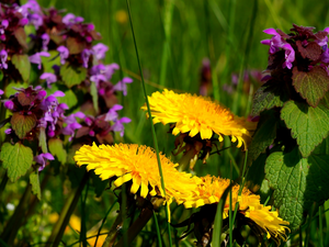 Lamium Purple, Meadow, sow-thistle, green, Common Dandelion, Plants