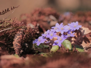 Flowers, lilac, dry, Plants, cluster, Liverworts