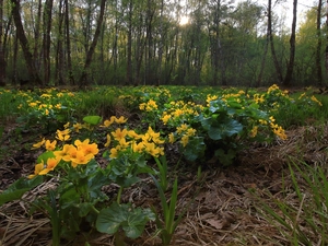 Flowers, trees, Marsh-Marigold, viewes, forest, marigolds, Plants