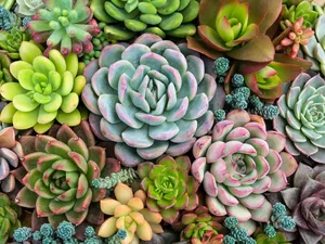Plants, Sempervivum