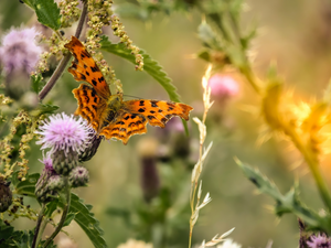 butterfly, Plants, teasel, Mermaid Ceik
