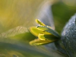 Spring, Yellow gold plating, Colourfull Flowers