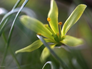 Spring, Yellow gold plating, Colourfull Flowers
