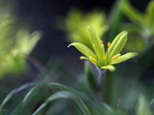 Spring, Yellow gold plating, Colourfull Flowers