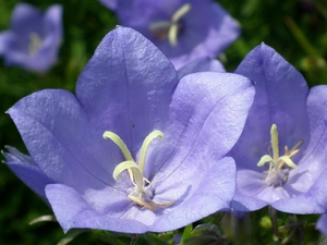 Platycodon, nature, Flowers