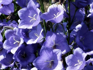 Platycodon, nature, Flowers