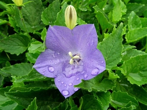 Platycodon, nature, Flowers
