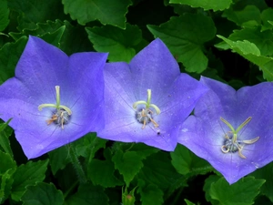 Platycodon, nature, Flowers