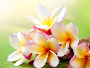 Plumeria