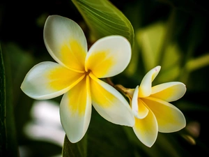 Plumeria