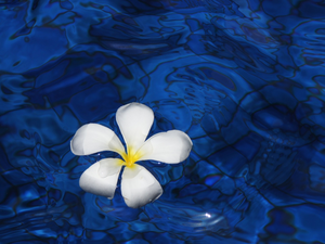 Blue Water, White, Plumeria