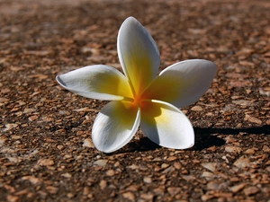 flower, Plumeria