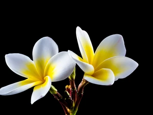Flowers, Black, background, Plumeria