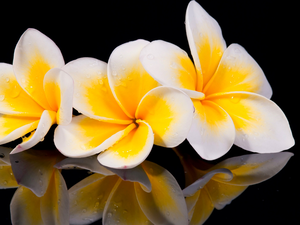 Flowers, dark, background, Plumeria