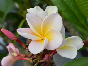 Flowers, Leaf, Buds, Plumeria