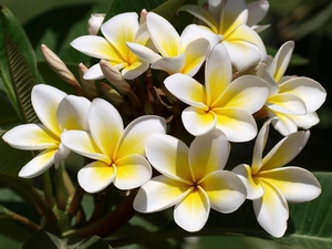 Flowers, Yellow Honda, Plumeria, white