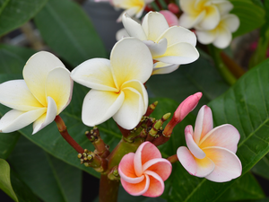 Flowers, Buds, Leaf, Plumeria