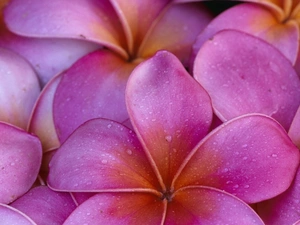 Plumeria, Pink, Flowers