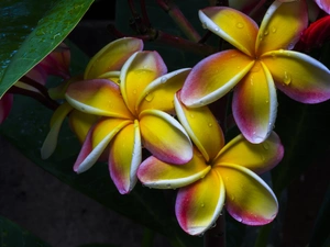 Flowers, drops, rain, Plumeria