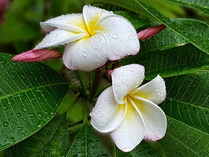 Leaf, White, rain, Plumeria, drops, Flowers