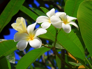 Plumeria, White, Flowers