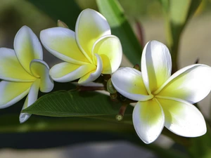 White and yellow, Plumeria, Leaf, Flowers