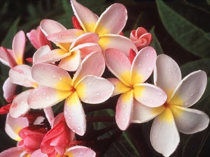 Plumeria, Flowers