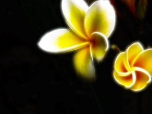 Fractalius, Plumeria