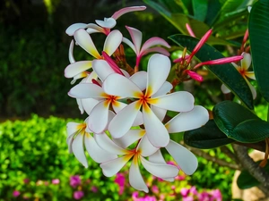 Leaf, Colourfull Flowers, Plumeria
