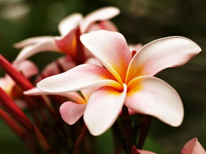 Plumeria, Beauty, Pink