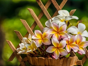 Plumeria, pot