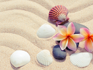 Flowers, Plumeria, Shells, Stones, Sand