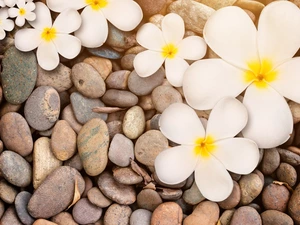 Plumeria, Stones