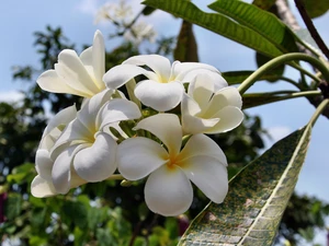 White, Plumeria