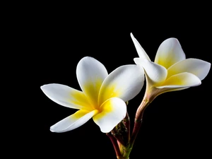 White and yellow, Plumeria