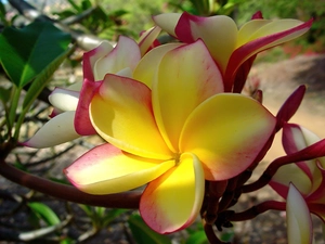 Plumeria