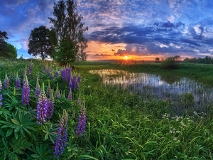 Pond - car, trees, Great Sunsets, viewes, lupine, grass, summer