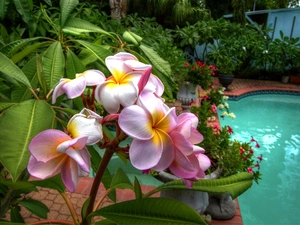 Pool, Plumeria, Garden