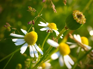 Meadow, chamomile, poppy-head, Flowers