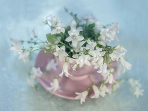 Campanula Portenschlagiana, White, Flowers, Campanula