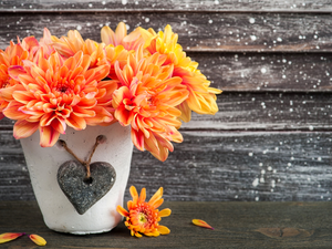 Orange, pot, Heart teddybear, Chrysanthemums