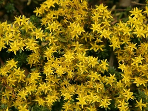 Potentillas, Yellow, Flowers