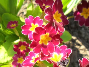 Pink and yellow, primrose