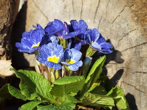 primrose, Flowers, Blue