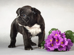 purple, Primrose, dog, Puppy, Black