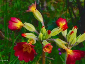 Flowers, Blossoming, Buds, primrose