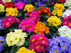 Primrose, color, Flowers