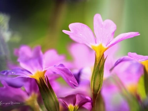 Colourfull Flowers, primrose, primrose