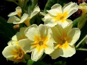 primrose, nature, Flowers